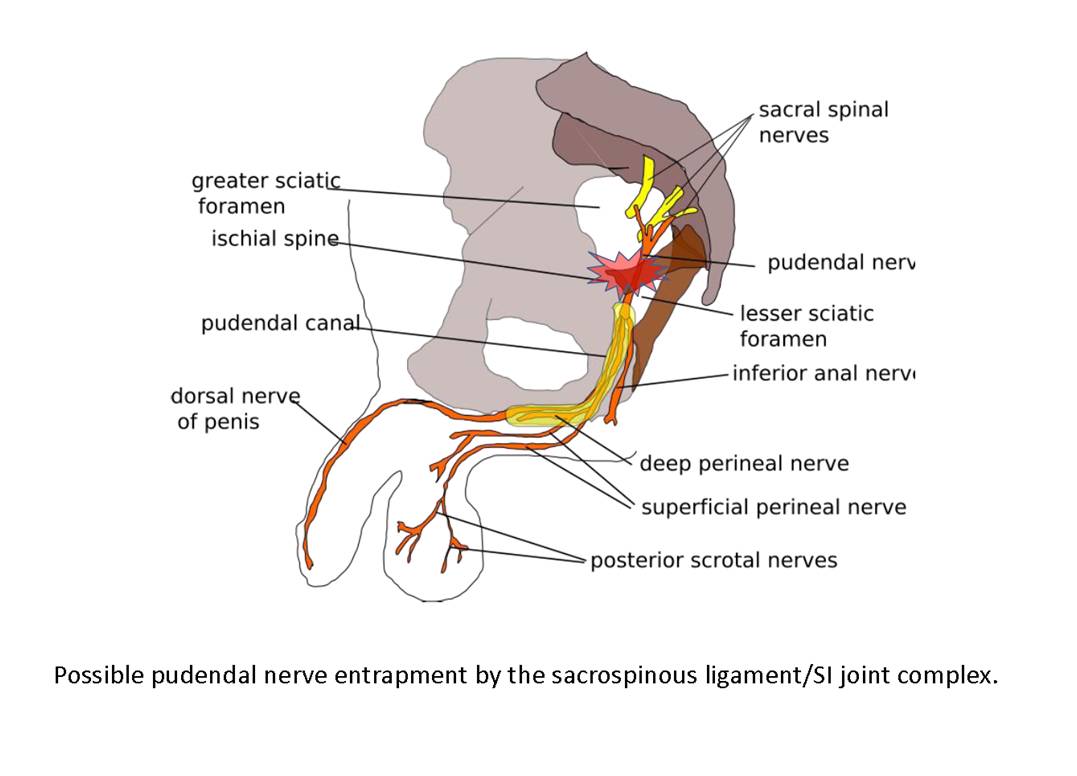 Pelvic splanchnic nerves - Wikipedia
